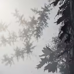 trees in the fog with many leaves scattered