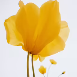 two yellow flowers that are in the grass