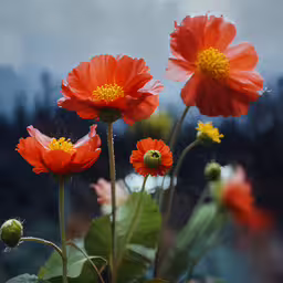 the flowers look so beautiful in the sun,some red flowers near one another with rain