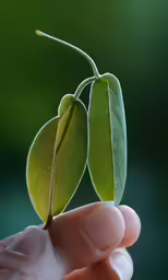 a close up view of a leaf with a stem on it