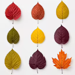 a set of twelve colorful leaves with a white background