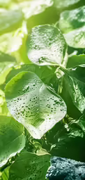 a picture of the leaves of some green plants with some water droplets