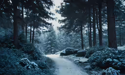 the pathway is covered in snow and has trees on both sides
