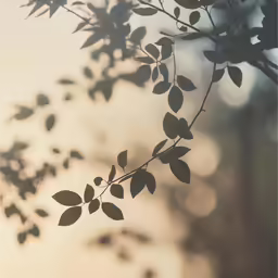 leafy branches with light in the background