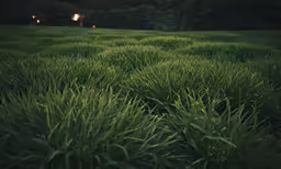 people walking across an empty grassy field at night