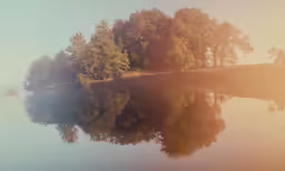 a body of water surrounded by forest