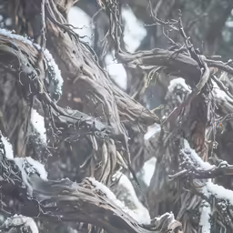 a tree branch with snow all over it