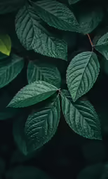 close up shot of some green leaves with rain drops