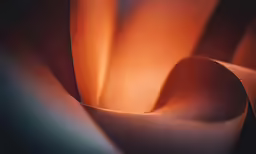 a close up view of an orange rose petals
