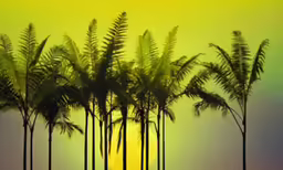five palm trees in front of a sunset