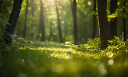 sun shining in the forest with grass growing under it