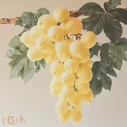 yellow grapes with leaves are displayed against a white background
