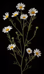 some daisies with leaves and stems in a vase