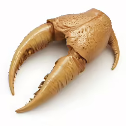 there is an animal claw on the white surface