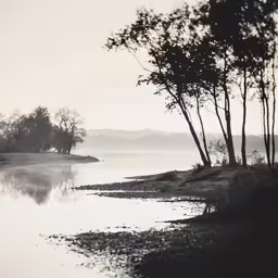 a body of water that has some trees on it