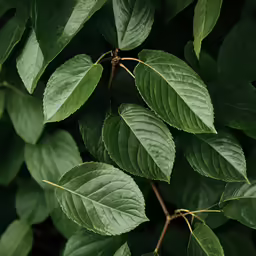 closeup of the leaves of a green plant