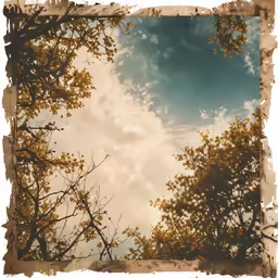 the sky and trees are in this sepia toned photo