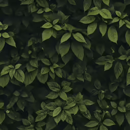 a close up image of plants growing out of soil