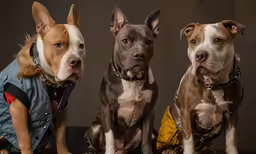 three pitbulls in their new clothes are sitting on a couch