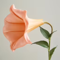 pink and yellow flower in vase with gray background