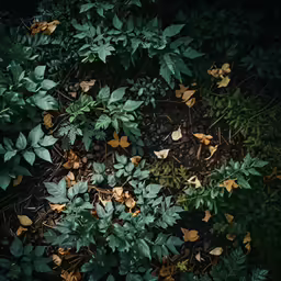 leaves growing on the ground and a cat