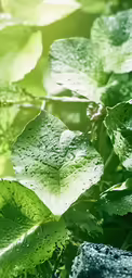 the leaves are wet with water droplets