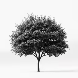 a black and white image of a tree