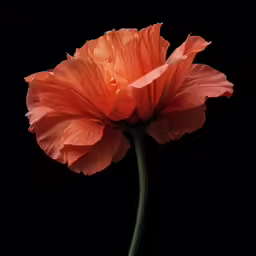 a large orange flower is shown against a dark background