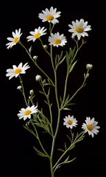 the large white flower has lots of petals on it