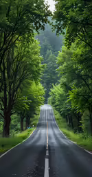 a tree lined road with a person walking in the distance