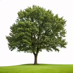 a very large tree standing on top of a green field