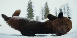 a brown bear laying in the snow near trees