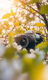 camera in the middle of the leaves and a sun setting
