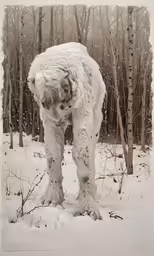 an animal is looking at something in the snow