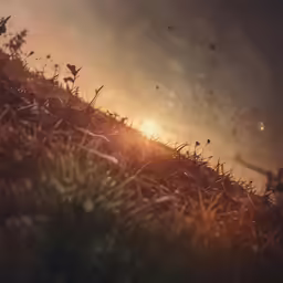 sunset in the grass with birds flying around