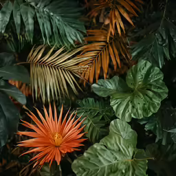 a red flower with green leaves around it