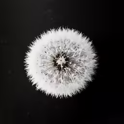 a dandelion in the dark with lots of water droplets