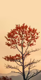 tree with red leaves against sky in the evening