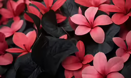 black and pink flowers are in a bunch