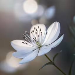 a flower with a bug on its tip