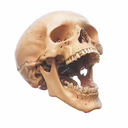 the skull of a cat with an abnormally large teeth
