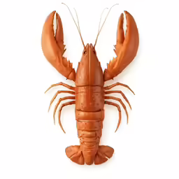 a large cooked lobster on a white background