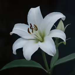 a lily with rain drops is blooming on a stem