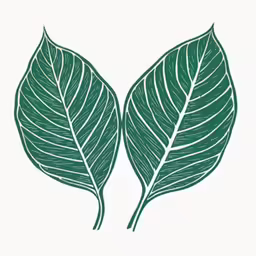 two green leaves are featured on a white background