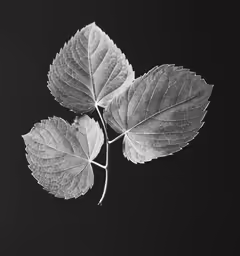 a black and white photo with two green leaves