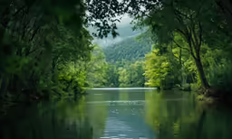 trees surround the water as it is calm