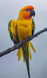 an orange and yellow parrot perched on a branch