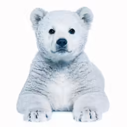 a large white polar bear laying on the ground