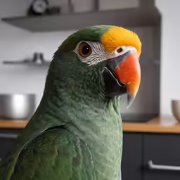 the parrot is looking at something interesting in the distance