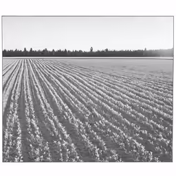 a large field full of seed plants next to a forest